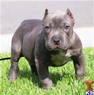 american pit bull puppy posted by Affordable Pups